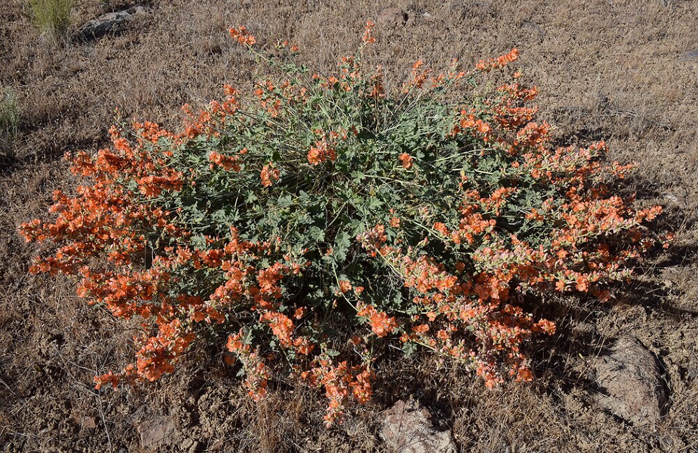 Sphaeralcea munroana-Munro's globemallow