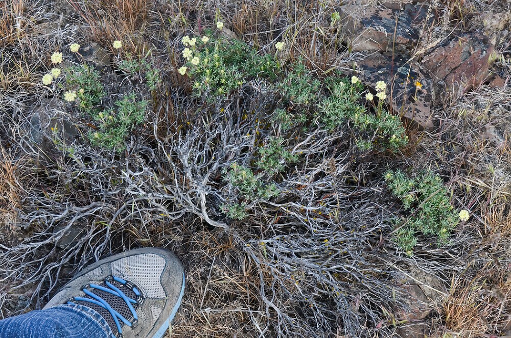 Thyme-leaf wild buckwheat (1)