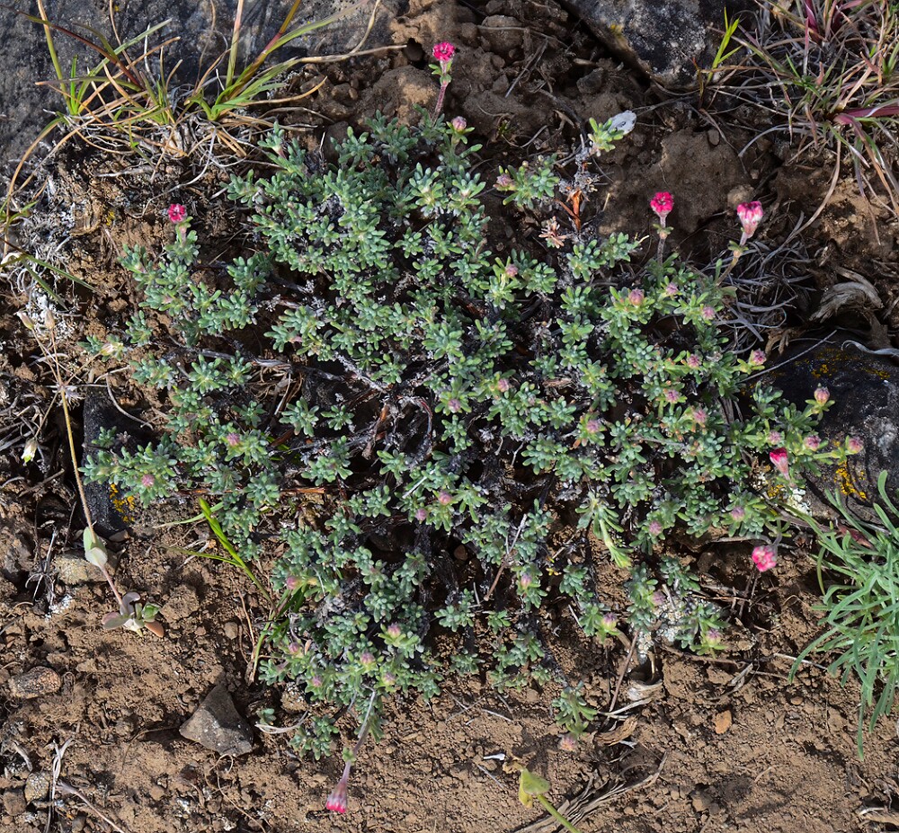 Thyme-leaf wild buckwheat (8)