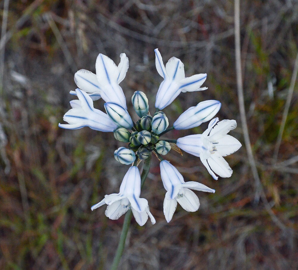 Triteleia-grandiflora-Douglas'-brodiaea-1