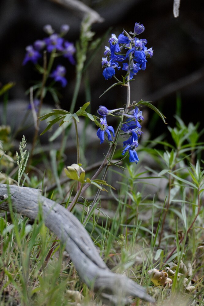 Upland larkspur (2)