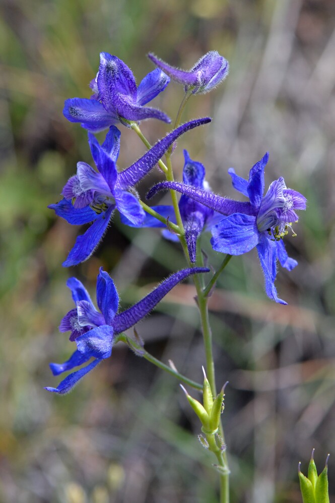 Upland larkspur