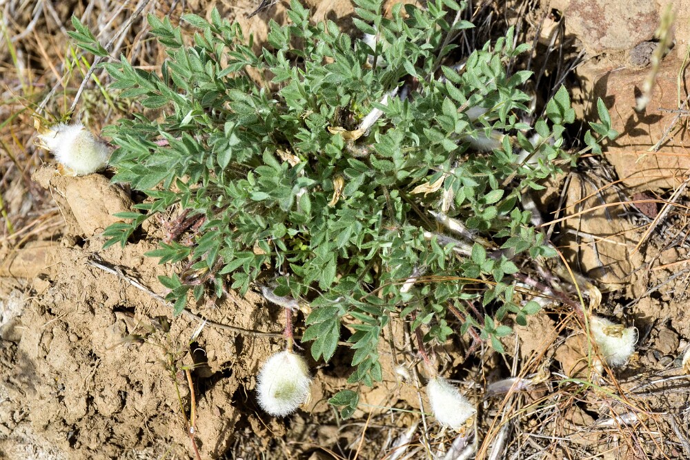 Woollypod milk-vetch (1)