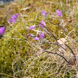Allium-acuminatum Taper-tip-onion 3