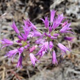 Allium-acuminatum Taper-tip-onion 5