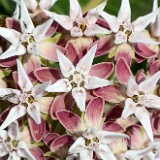 Asclepias speciosa-Showy Milkweed-3