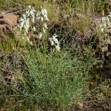 Astragalus leibergii - Leiberg's milk-vetch (2)
