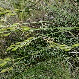 Astragalus leibergii - Leiberg's milk-vetch (4)