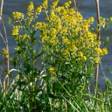 Bitter wintercress - Barbarea vulgaris