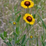 Blanket Flower (2)