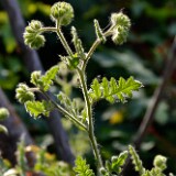 Branching phacelia (3)