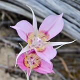 Calochortus-macrocarpus-Sagebrush-mariposa-lily-1