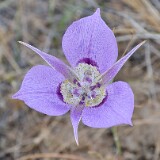 Calochortus-macrocarpus-Sagebrush-mariposa-lily-2