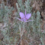 Calochortus-macrocarpus-Sagebrush-mariposa-lily-3