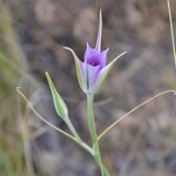 Calochortus-macrocarpus-Sagebrush-mariposa-lily-4