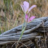 Calochortus-macrocarpus-Sagebrush-mariposa-lily
