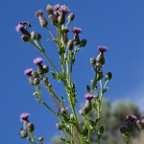 Canada thistle