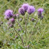 Cirsium-arvense-Canada-thistle