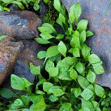 Claytonia-perfoliate-Miner's-lettuce-2