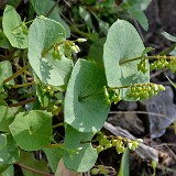Claytonia-perfoliate-Miner's-lettuce-3