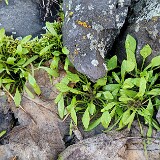 Claytonia-perfoliate-Miner's-lettuce