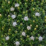 Columbian goldenbush (2)