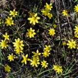 Common spring-gold
