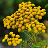 Common tansy