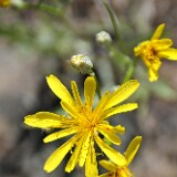 Crepis-atribarba-Slender-hawksbeard-3