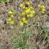Crepis-atribarba-Slender-hawksbeard