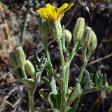 Crepis-occidentalis-western-hawksbeard-1