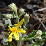 Crepis-occidentalis-western-hawksbeard-2