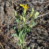 Crepis-occidentalis-western-hawksbeard