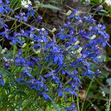 Delphinium-nuttallianum-Upland-larkspur