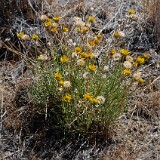 Desert yellow daisy - Erigeron linearis (6)