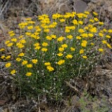 Desert yellow daisy