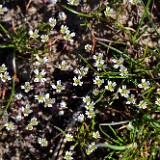 Draba-verna-Spring whitlow-grass