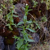 Epilobium glandulosum - Ciliate willowherb