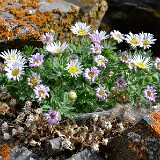 Erigeron-basalticus-Basalt-daisy-1