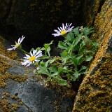 Erigeron-basalticus-Basalt-daisy-2