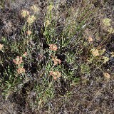 Eriogonum-heracleoides-Parsnip-flowered-buckwheat-12