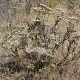 Eriogonum-microtheca-Slender-buckwheat-1