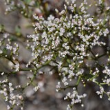 Eriogonum-microtheca-Slender-buckwheat-3