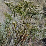 Eriogonum-microtheca-Slender-buckwheat