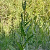 Fuller's-teasel-2