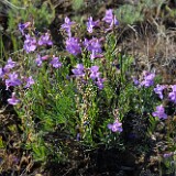 Gairdner's penstemon