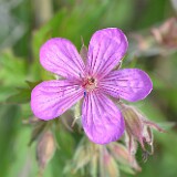 Geranium-viscosissimum-Sticky-purple-geranium-1