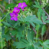 Geranium-viscosissimum-Sticky-purple-geranium-2