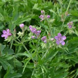 Geranium-viscosissimum-Sticky-purple-geranium