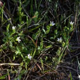 Holosteum umbellatum - Jagged chickweed (introduced) (2)